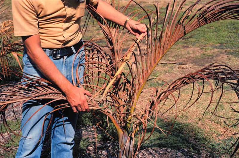 Figure 4. Basal spear leaf rot on  Hyophorbe verschafeltii  caused by secondary bacteria and fungi following freeze damage to the base of the spear leaf. Photo by T.K. Broschat.