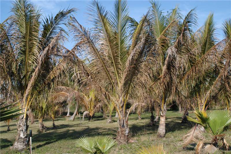 Figure 3. Chilling injury on Cocos nucifera showing the distribution of necrosis within and among leaves. Photo by T.K. Broschat.