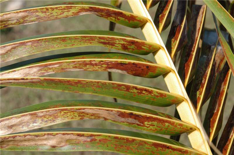 Figure 1. Mild chilling injury symptoms on leaf of  Cocos nucifera  showing reddish blotches on the top of the leaflets. Photo by T.K. Broschat.