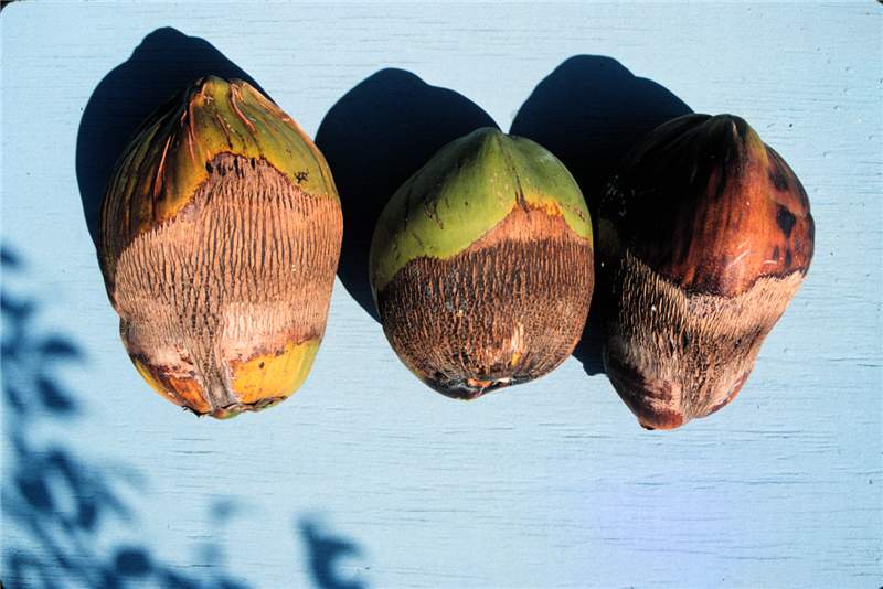 Figure 1. Coconut mite damage on fruits of coconut. Photo by T.K. Broschat.