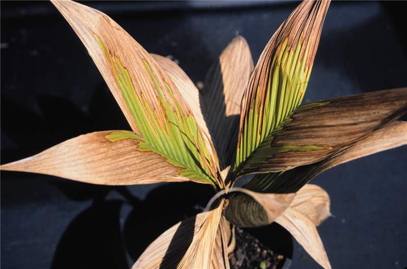 Figure 2. Chilling injury on  Geonoma  sp. showing foliar necrosis. Photo by T.K. Broschat.