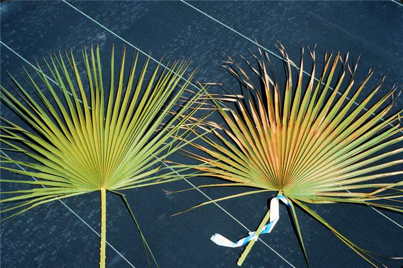 Figure 2. Foliar injury on  Acoelorrhaphe   wrightii  caused by a copper sulfate spray (right). Untreated leaf on the left. Photo by T.K. Broschat