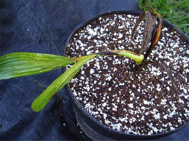 Figure 1. This is an example of post-emergence damping-off. Photo courtesy of University of Florida/IFAS.