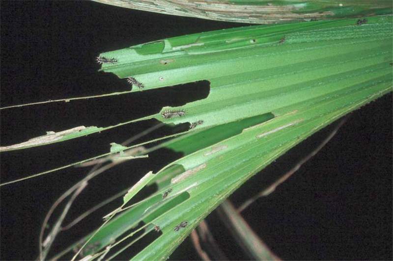 Figure 2. Typical damage caused by nettle caterpillars ( Darna pallivitta ) feeding. Photo by Hawaii Dept. of Agriculture.