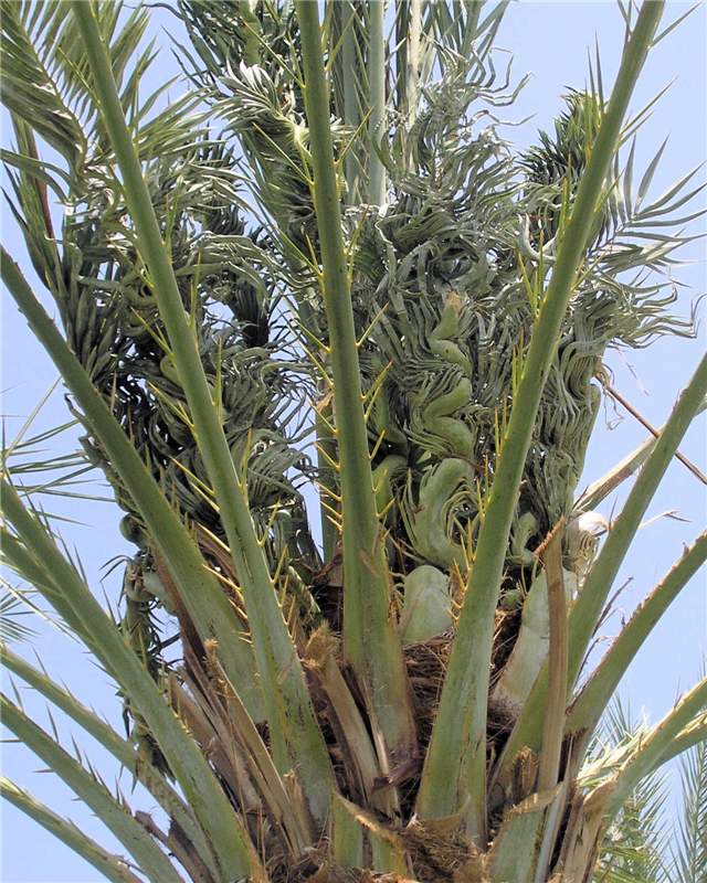 Figure 12. Crumpled (quot;accordion-leafquot;) young leaves of  Phoenix dactylifera  caused by a chronic and severe B deficiency. Note that the youngest leaf is emerging normally, indicating that this palm is recovering. Photo by T.K. Broschat