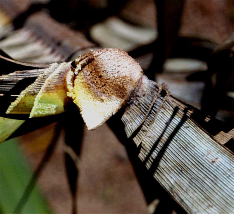 Figure 2. Internal discoloration due to a petiole (rachis) blight pathogen. Photo by A. J. Downer