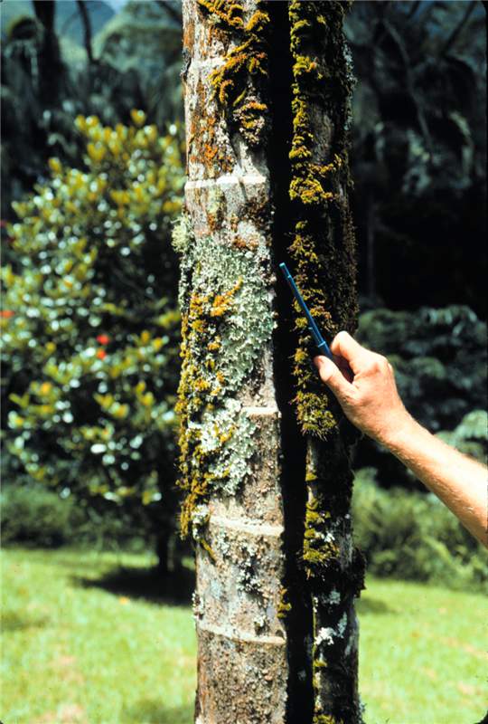 Figure 1. Trunk splitting in  Archontophoenix alexandrae  caused by excessive water uptake. Photo by T.K. Broschat.