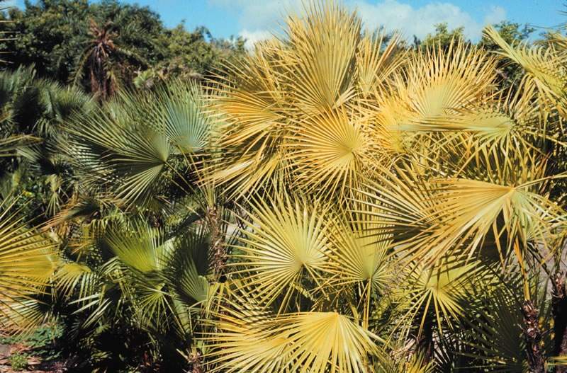 Figure 2. Iron deficiency caused by deep planting in  Acoelorrhaphe wrightii . Photo by T.K. Broschat