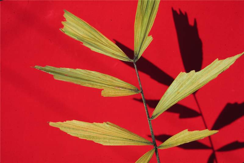 Figure 2. Severe Fe deficiency on  Syagrus   romanzoffiana  seedling (left). Normal palm on right for comparision. Photo by T.K. Broschat