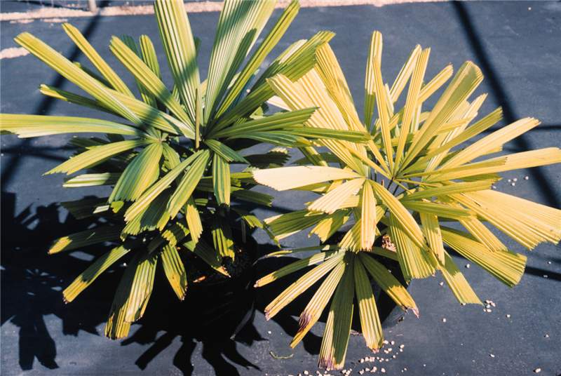 Figure 1. Iron deficiency symptoms caused by root suffocation in  Licuala   spinosa . Photo by T.K. Broschat