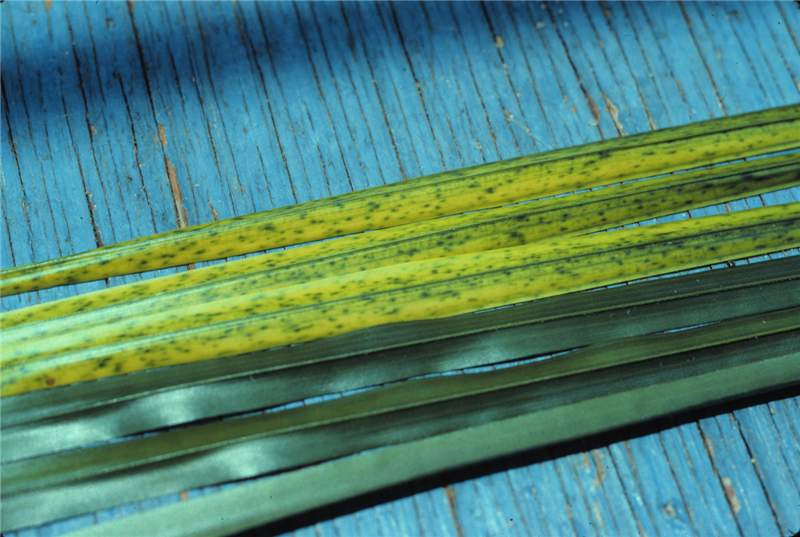 Figure 4. Mild Fe deficiency symptoms on leaflets of new leaves (two upper leaflets) and symptom-free older leaves (two lower leaflets). Photo by T.K. Broschat