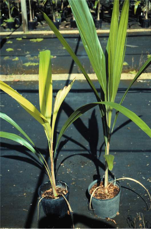 Figure 3. Severe Fe deficiency on  Syagrus   romanzoffiana  seedling (left). Normal palm on right for comparision. Photo by T.K. Broschat