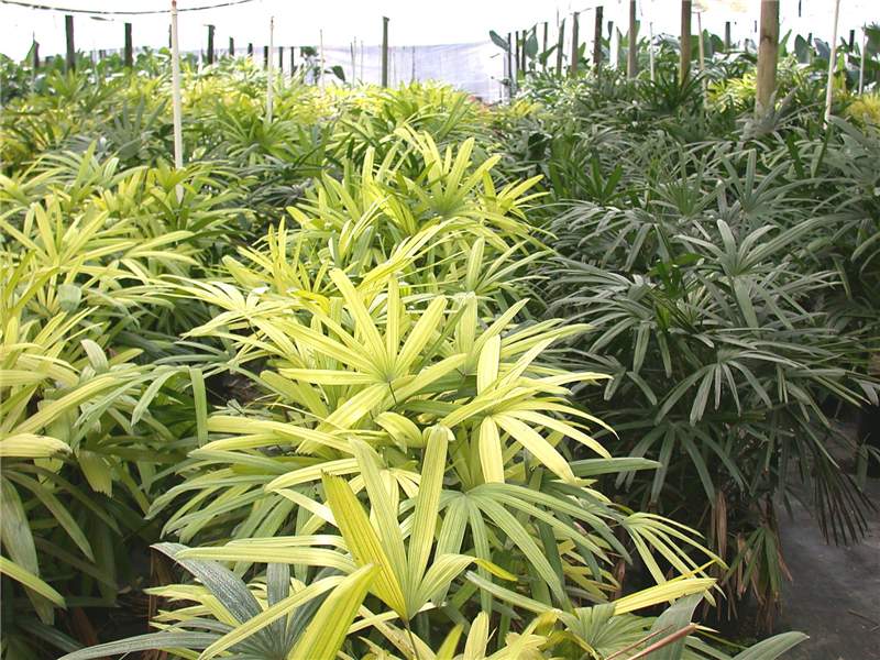 Figure 1. Iron-deficient  Rhapis   excelsa  on left with healthy palms on right. Photo by T.K. Broschat