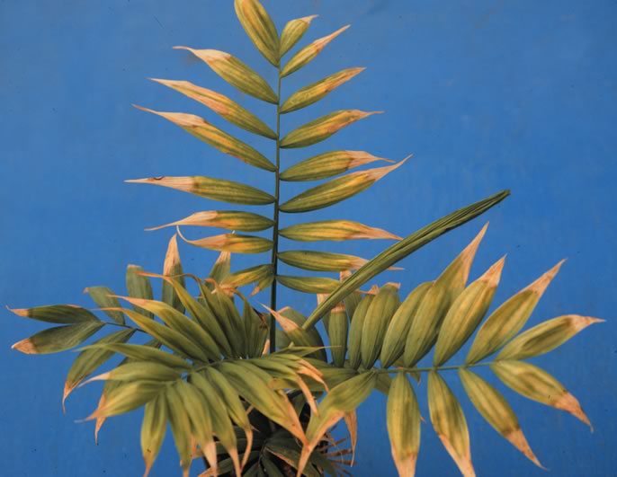 Figure 1. Boron toxicity on  Chamaedorea  leaves. Photo by T.K. Broschat.