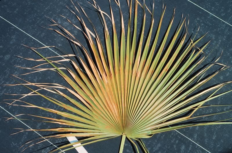 Figure 2. Copper toxicity on  Acoelorrhaphe wrightii  leaves. Photo by T.K. Broschat.