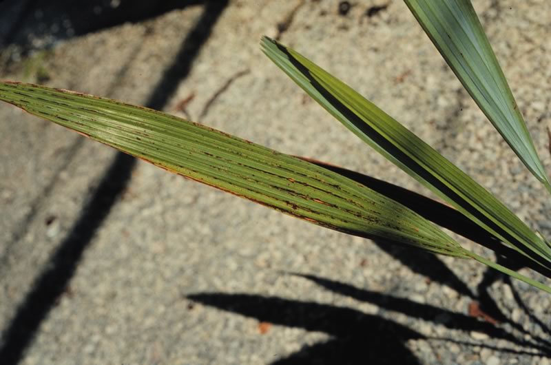 Figure 3. Close-up of copper toxicity on  Acoelorrhaphe wrightii  leaves. Photo by T.K. Broschat.