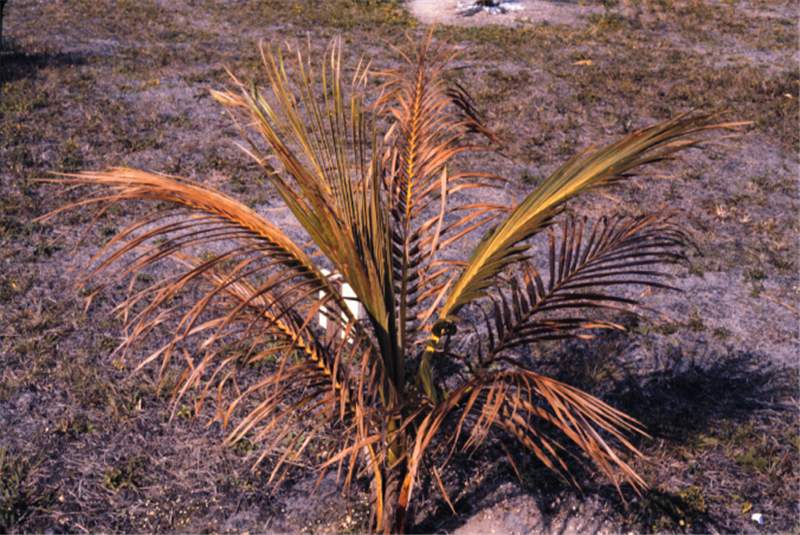 Figure 5. Wilting of living leaf tissue of  Cocos nucifera  following a freeze. Photo by T.K. Broschat.