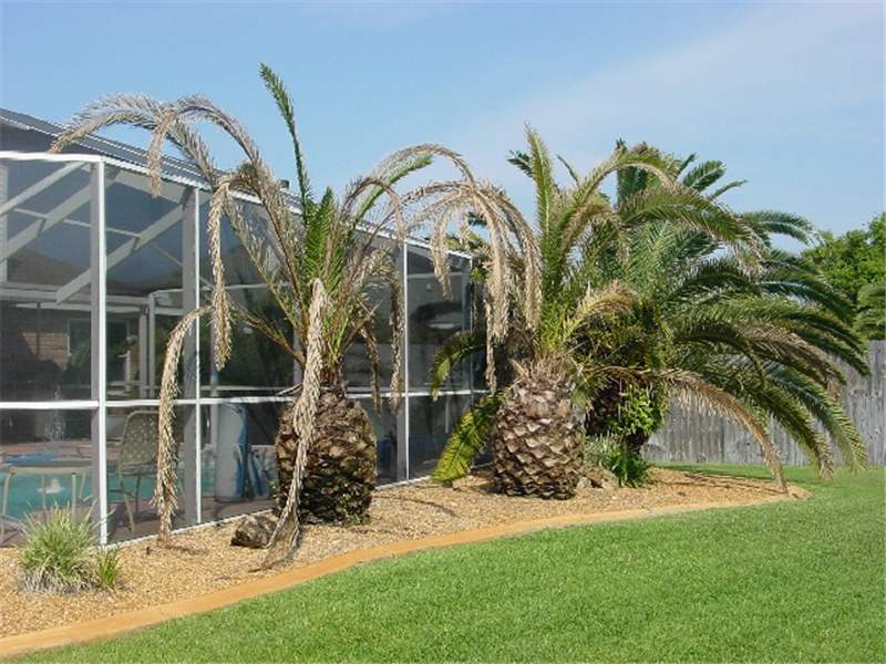 Figure 4.  Phoenix canariensis  in various stages of decline due to Fusarium wilt. Photo courtesy of University of Florida/IFAS.