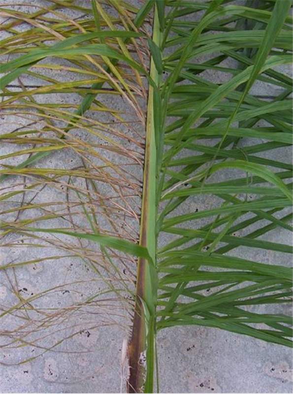 Figure 1. Initial symptoms on  Syagrus romanzoffiana . Only a few leaflets on one side of the rachis have died. Note the reddish-brown stripe on the rachis. Photo by M. L. Elliott.