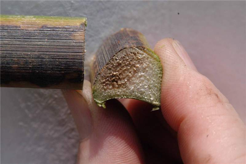 Figure 3. A cross-section of a  Syagrus romanzoffiana  rachis illustrating the internal discoloration due to Fusarium Wilt. Photo by T. K. Broschat.