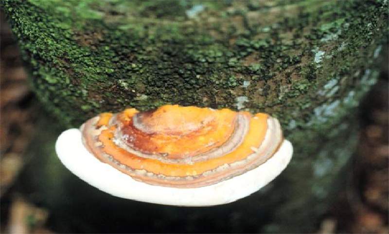 Figure 4. A developing basidiocarp of  Ganoderma zonatum . Note the quot;zonesquot; on the top portion of the basidiocarp, and that the fungus is directly attached to the palm trunk. Photo by M. L. Elliott.