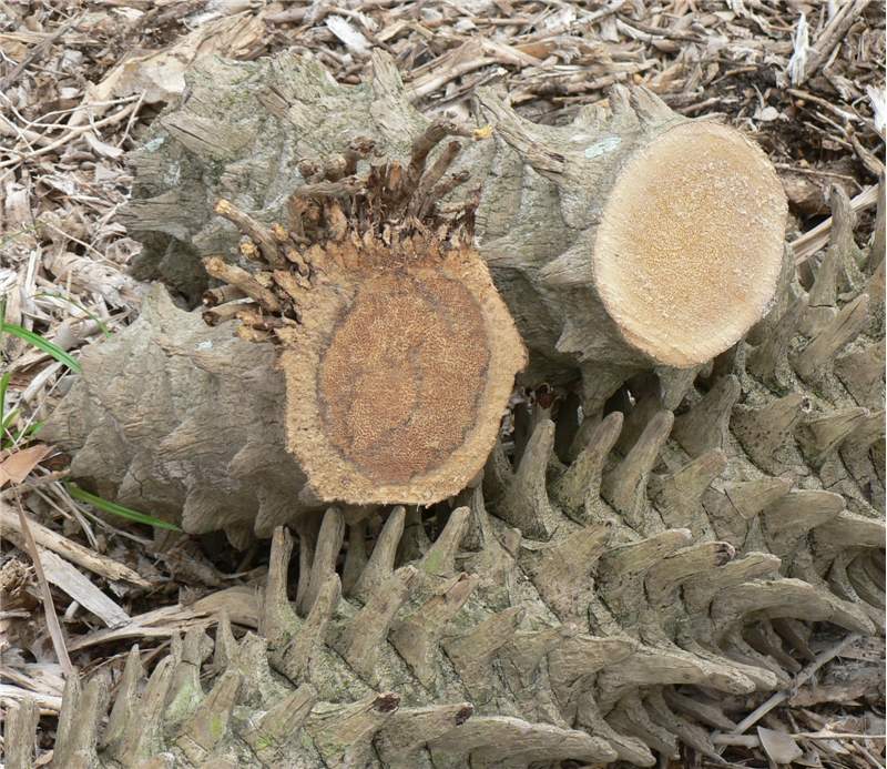 Figure 7. The section of  Phoenix roebelenii  on the left is the end of the trunk at the soil line and illustrates the typical trunk discoloration associated with Ganoderma butt rot. The section on the right was located further up the trunk and illustrates a trunk section unaffected by  Ganoderma zonatum . Photo by M. L. Elliott.