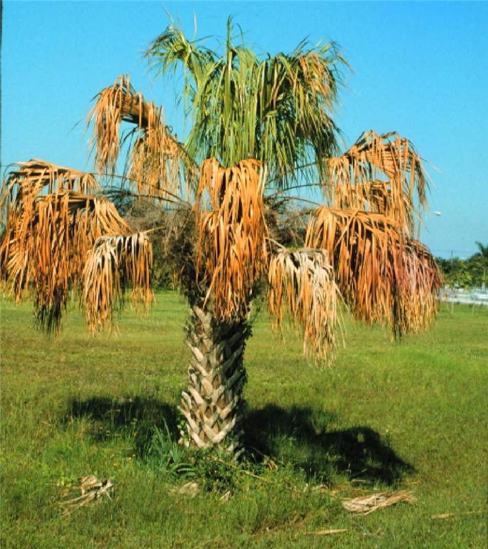 Figure 1.  Sabal palmetto  exhibiting an overall wilted canopy and premature death of the oldest leaves due to Ganoderma butt rot. Photo by M. L. Elliott.