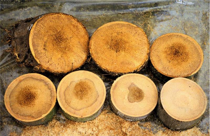 Figure 5. A series of cross-sections of a Ganoderma butt rot affected palm trunk. The section in the upper-left corner is the lowest section (at the soil line). The section in the lower-right corner is the furthest section from the soil line. The remaining sections are in the correct sequence from the soil line upwards. Note how the discoloration due to degrading tissue remains centralized within the trunk, but decreases as the cross-section ascends from the soil line. Photo by M. L. Elliott.