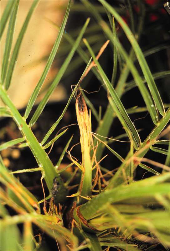 Figure 1. Glyphosate (Roundup) injury on  Phoenix roebelenii . Note that the palm has since grown out of the injury. Photo by T.K. Broschat