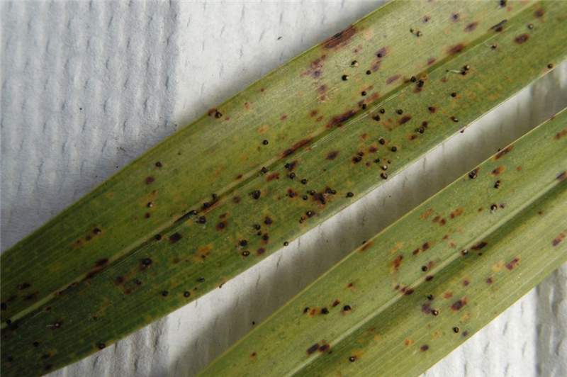 Figure 4. The brown spots are not early symptoms of Graphiola leaf spot, but are symptoms of potassium deficiency. Photo by M. L. Elliott.