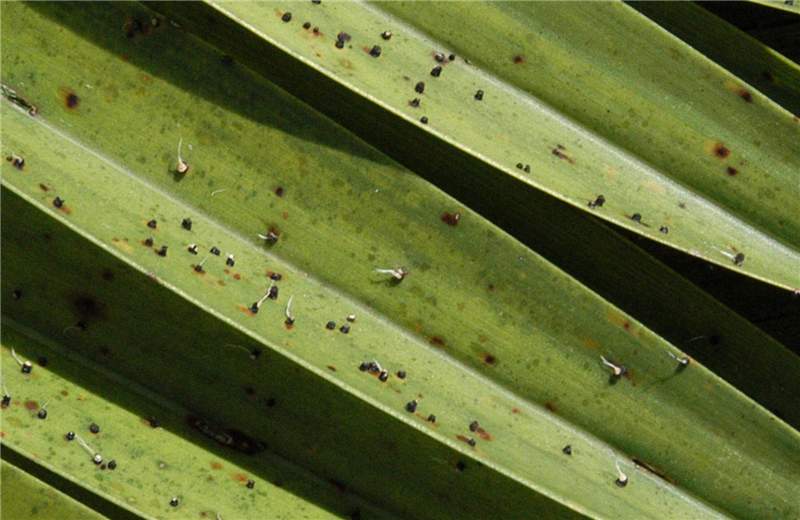 Figure 1. Sori of  Graphiola phoenicis  have erupted through the leaf epidermis. Some of the sori have filaments emerging from them. The mostly brown spots are not a symptom of Graphiola leaf spot, but a symptom of potassium deficiency. Photo by M. L. Elliott.