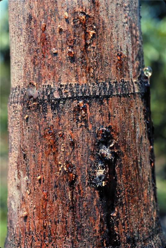 Figure 1. Bleeding and sawdust plugs on  Carpentaria acuminata  trunk from ambrosia beetle feeding. Photo by T.K. Broschat.