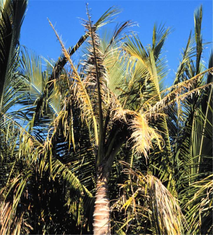 Figure 10. Late stage potassium deficiency in coconut palm ( Cocos nucifera ) showing chlorotic, necrotic new leaves and tapered trunk. This palm died shortly after this photo was taken. Photo by T.K. Broschat