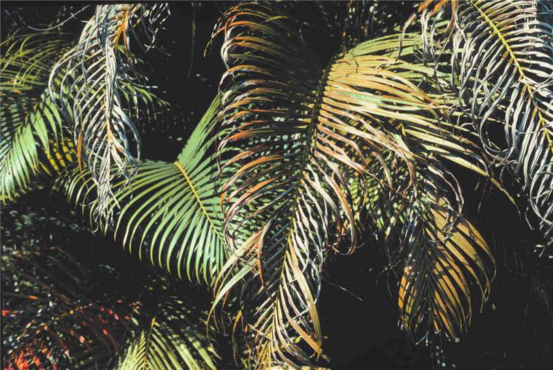 Figure 7. Potassium deficient older leaf of areca palm ( Dypsis lutescens ) showing increasing severity towards the leaf tip. Photo by T.K. Broschat