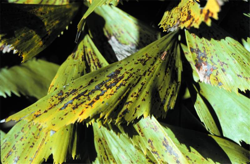 Figure 5. Potassium deficiency symptoms on older leaves of fishtail palm ( Caryota mitis ). Photo by T.K. Broschat