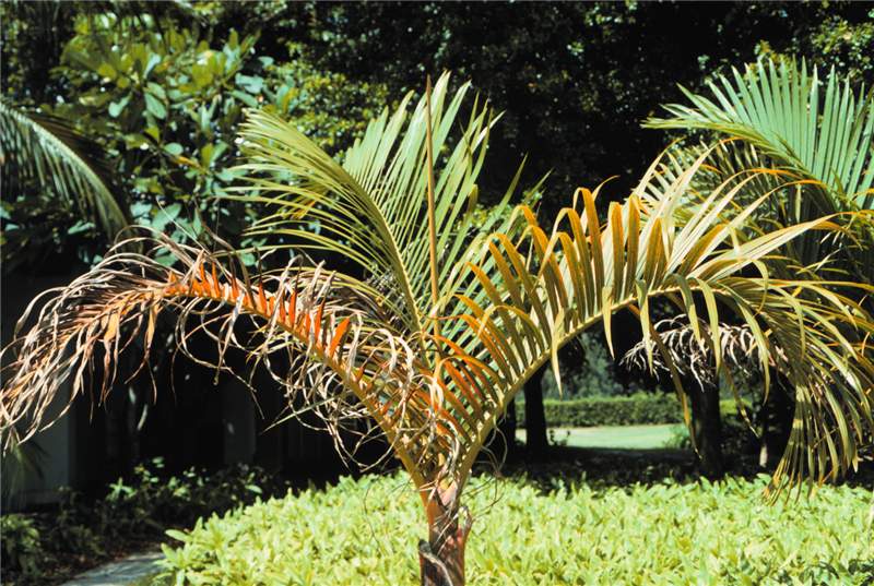 Figure 8. Potassium-deficient spindle palm ( Hyophorbe verschafeltii ) showing increasing severity with leaf age. Photo by T.K. Broschat