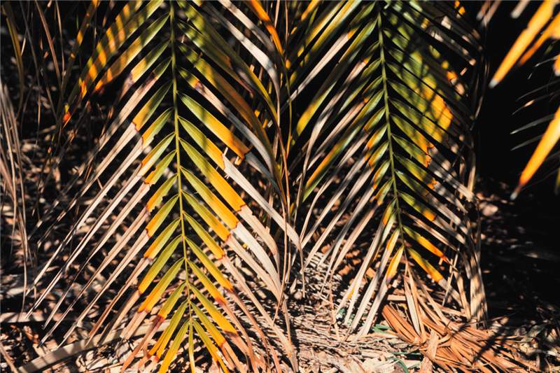 Figure 4. Potassium-deficient older leaves of pygmy date palm ( Phoenix roebelenii ). Photo by T.K. Broschat