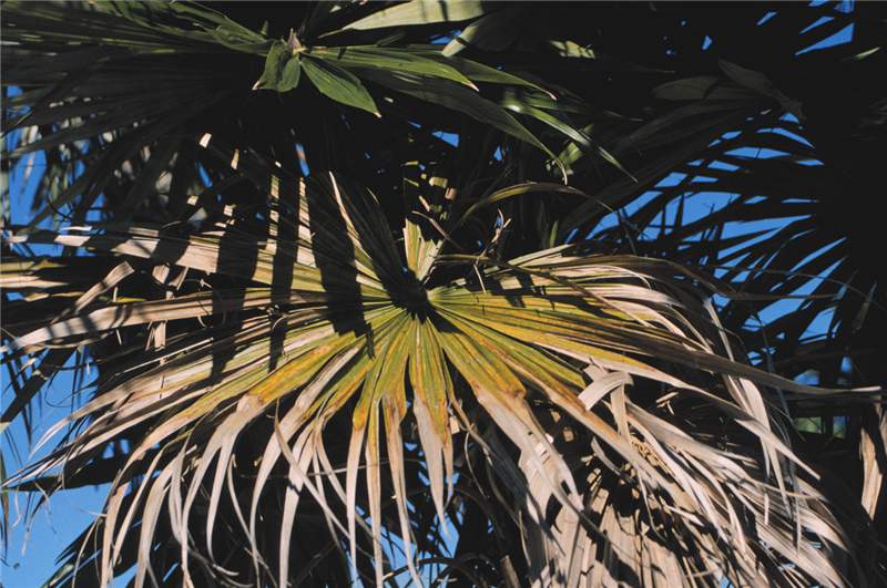Figure 3. Potassium-deficient older leaf of  Livistona chinensis  showing leaf discoloration and leaflet tip necrosis. Photo by T.K. Broschat