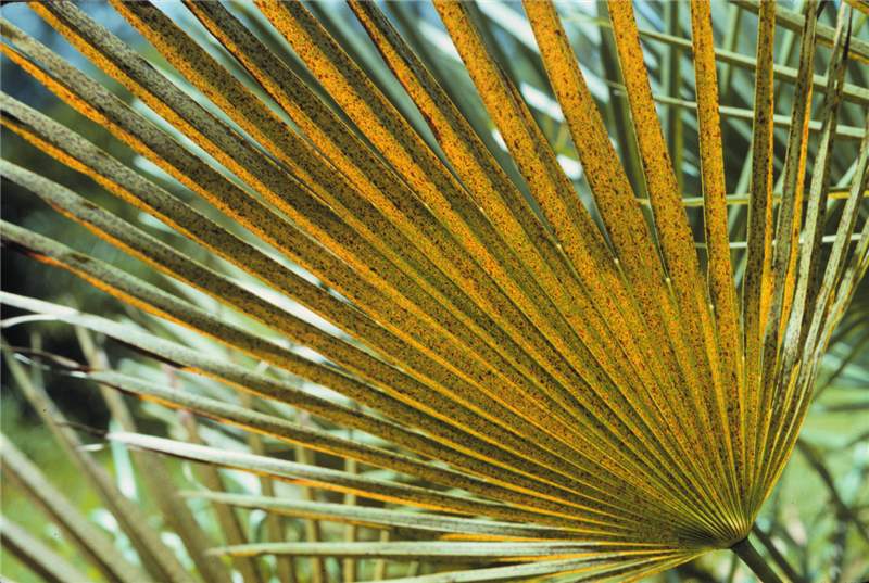Figure 6. Potassium deficiency symptoms on older leaf of  Chamaerops humilis . Note the translucent orange and necrotic spotting. Photo by T.K. Broschat