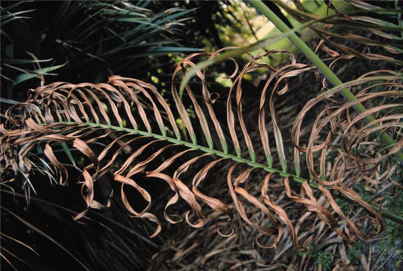 Figure 2. Necrotic frizzled leaflets on older leaf of a potassium-deficient  Dypsis cabadae . Photo by T.K. Broschat