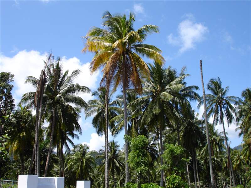 Figure 1.  Cocos nucifera  in various stages of lethal yellowing disease development. Healthy palms are in the background. Palm in foreground is in early to mid-stages of the disease. Palm on the left has died but dead leaves are still attached to the trunk. Trunks without canopies died previously from LY. Photo by N. A. Harrison, University of Florida.