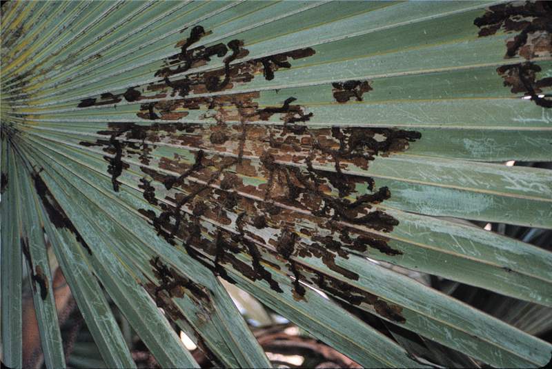 Figure 1. Damage caused by leaf skeletonizer ( Homaledra sabalella ) larvae on  Latania lontaroides . Photo by T.K. Broschat