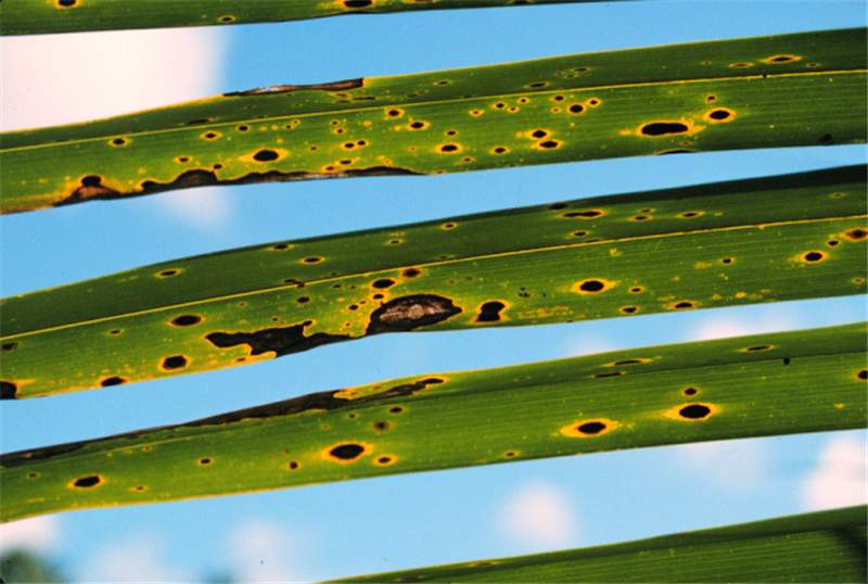 Figure 3. Leaf spot that begins as a black spot with distinct yellow halo. As the lesion expands or lesions coalesce, the affected area becomes a leaf blight and the center becomes a gray color. Photo by T. K. Broschat.