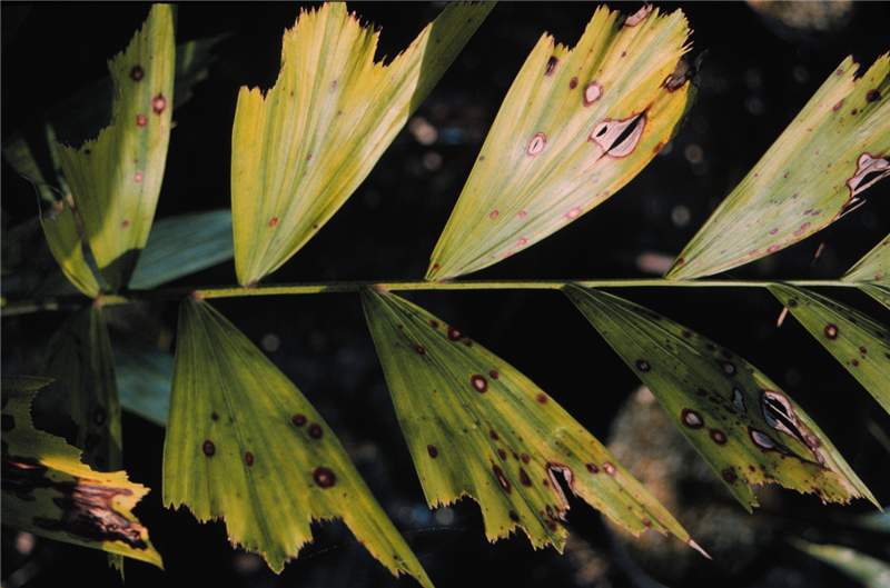 Figure 5. Spots are initially black with no halos. As the spot expands, the center becomes tan and is outlined by a brown to brownish-black edge, but no yellow halo. The leaflet in the lower-left corner has large areas of necrotic tissue. The leaf spot is superimposed on iron deficiency symptoms. Photo by M. L. Elliott.