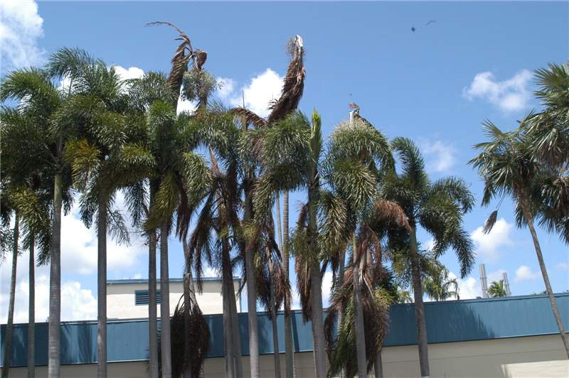 Figure 4. Collapse of twelve  Veitchia mcdanielsii  and  Wodyetia bifurcata  due to single lightning strike. Photo by T.K. Broschat.