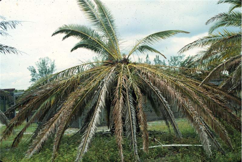 Figure 3. Sudden crown collapse in  Phoenix canariensis  caused by lightning. Photo by T.K. Broschat.