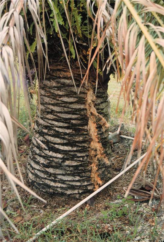Figure 2. Trunk splitting in  Phoenix canariensis  caused by lightning. Photo by T.K. Broschat.