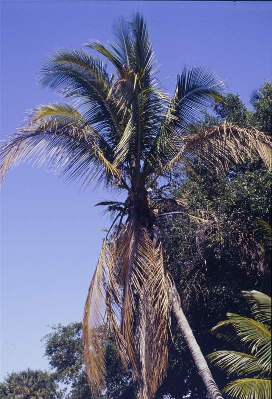 Figure 4. The leaves of dwarf cultivars of  Cocos nucifera  affected by lethal yellowing usually do not turn yellow. Photo by N. A. Harrison, University of Florida.