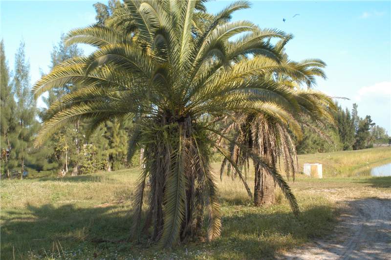 Figure 4.  Phoenix canariensis  infested with  Metamasius hemipterus . Note older living leaves hanging down against trunk. Photo by T.K. Broschat