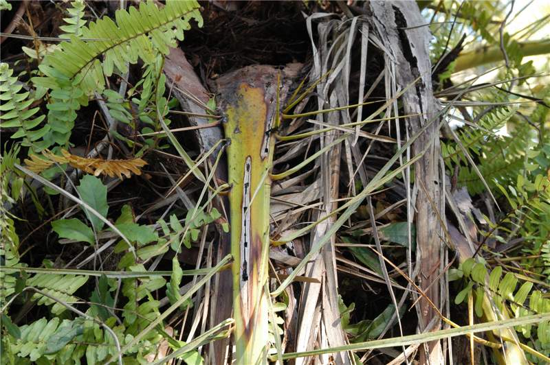 Figure 5. Close-up of leaf base of  Phoenix canariensis  infested with  Metamasius hemipterus . Photo by T.K. Broschat